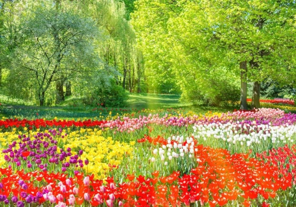 A field of flowers with trees in the background